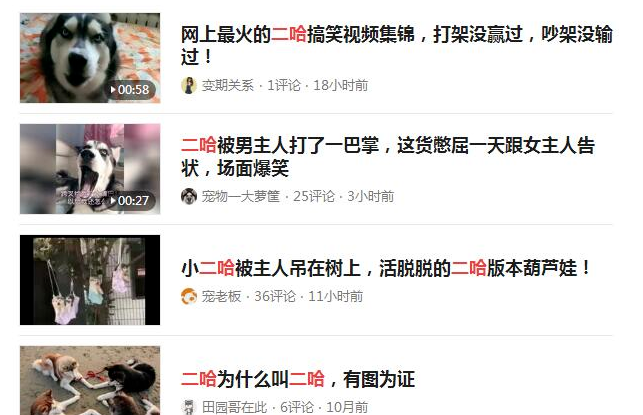 月入1万+的宠物社交小众偏门项目 月入1万+的宠物社交小众偏门项目