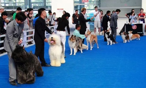 月入1万+的宠物社交小众偏门项目 月入1万+的宠物社交小众偏门项目